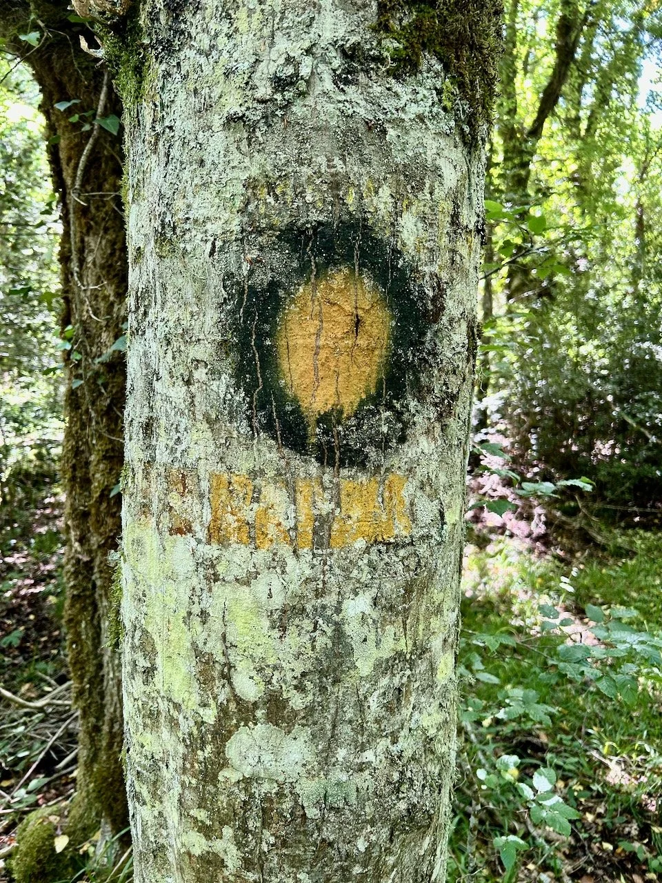 A yellow circle edged in black on a tree trunk, with some illegible stenciled text below in yellow