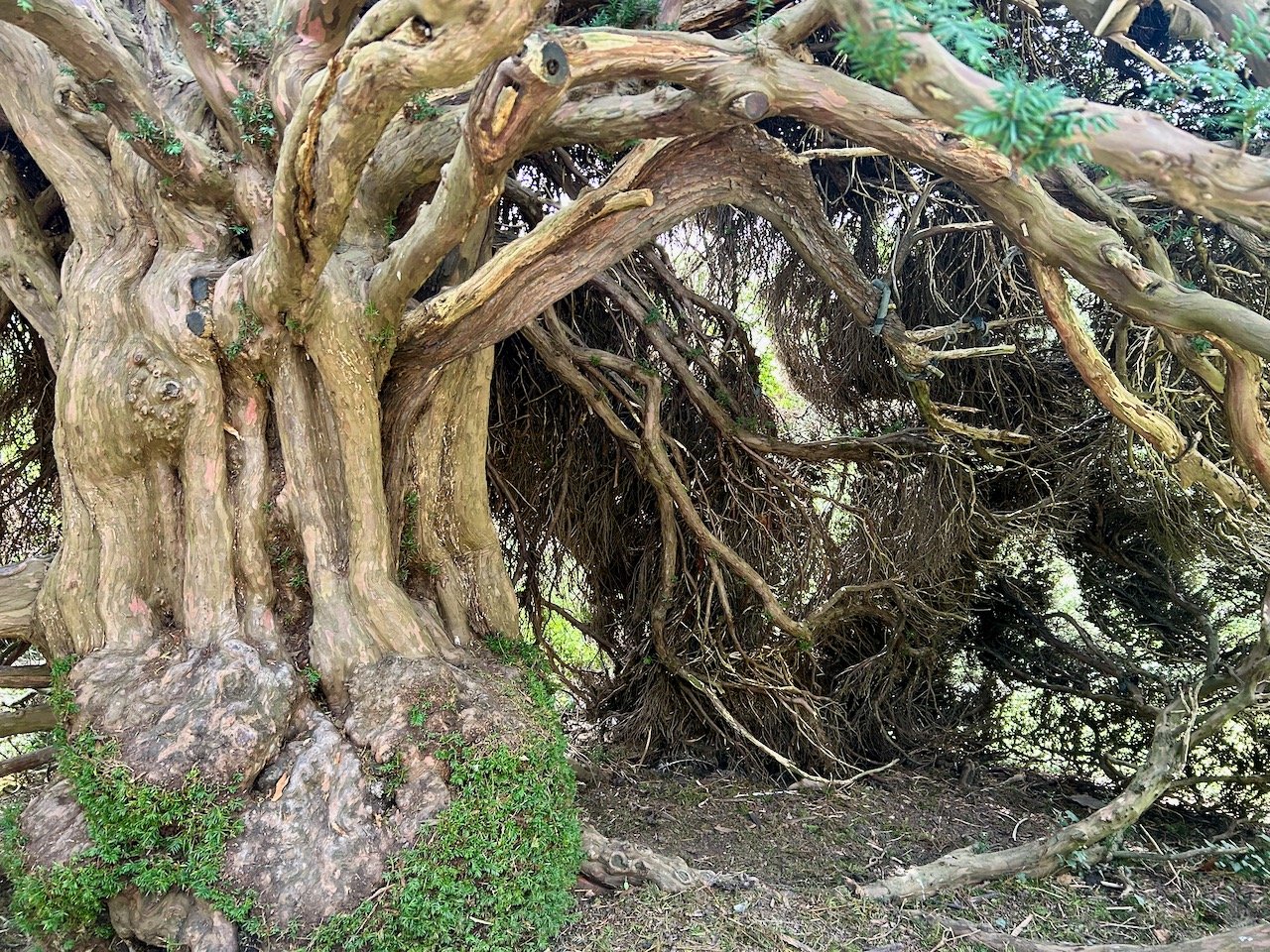 'inside' the yew topiary - the trunk and inner branches on show