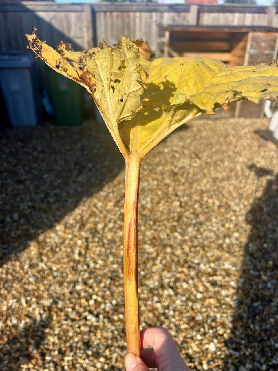 My last rhubarb stem destined for the garden bin