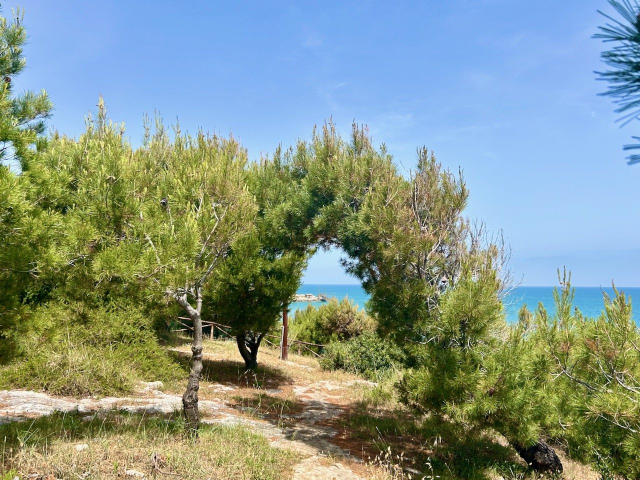 A small park/picnic area with a arched tree