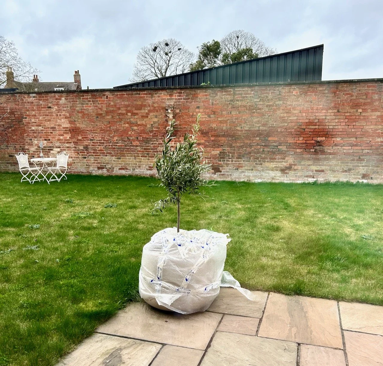 The new olive tree in the wind and with the pot covered in bubblewrap