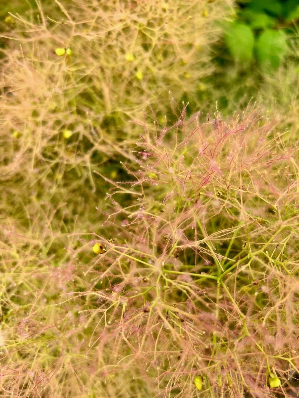 A close up of the frothy smokebush