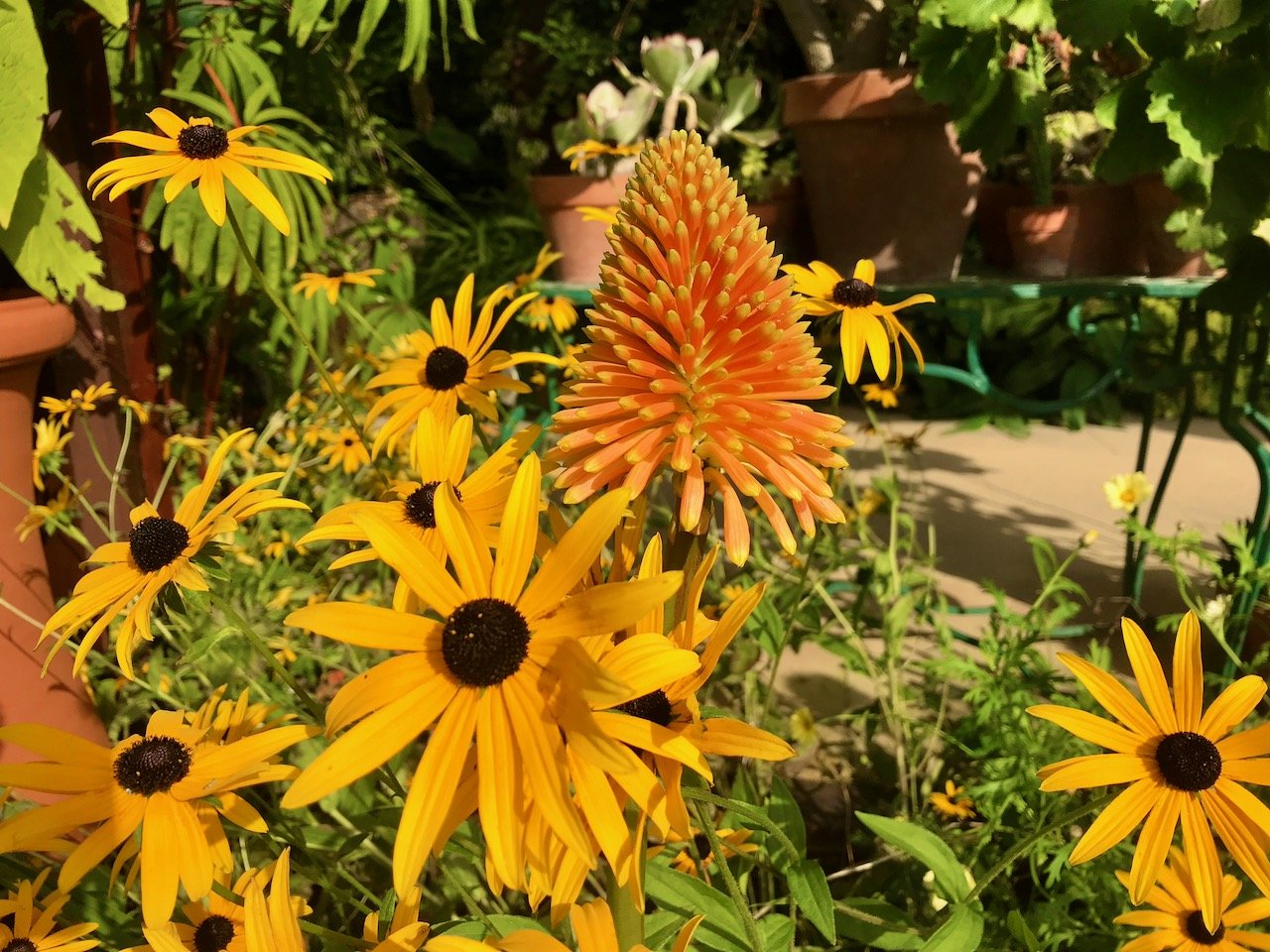 More of the rudbeckias and an orange red hot poker flower, who's ends look like they've dipped in yellow.