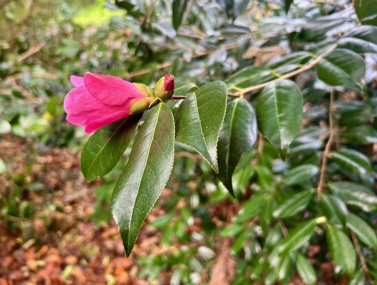 A camellia starting to flower with a new bud alongside it