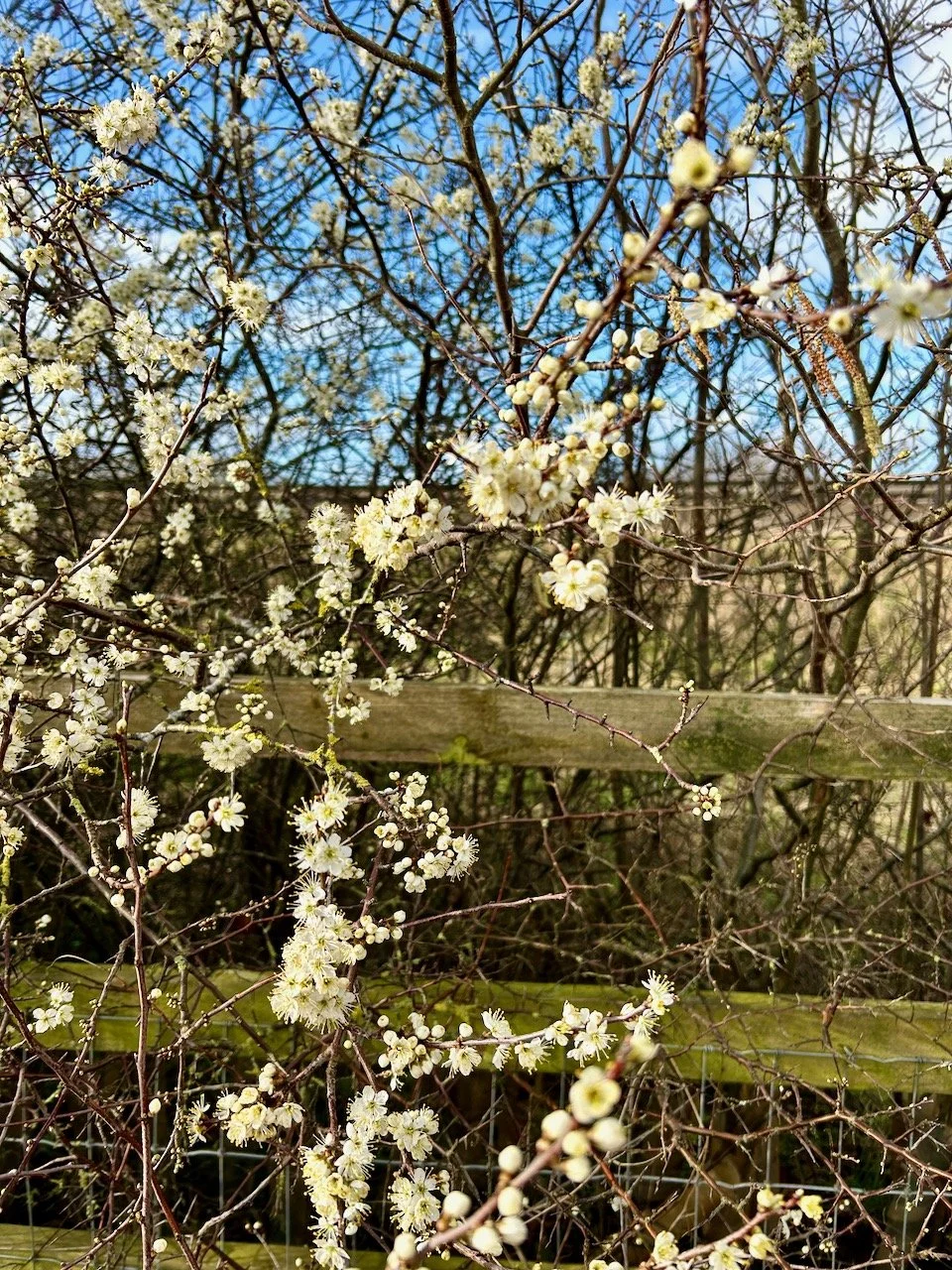 WHITE BLOSSOM ALONGSIDE THE A46 ON THE BRIDLEWAY TO ELSTON
