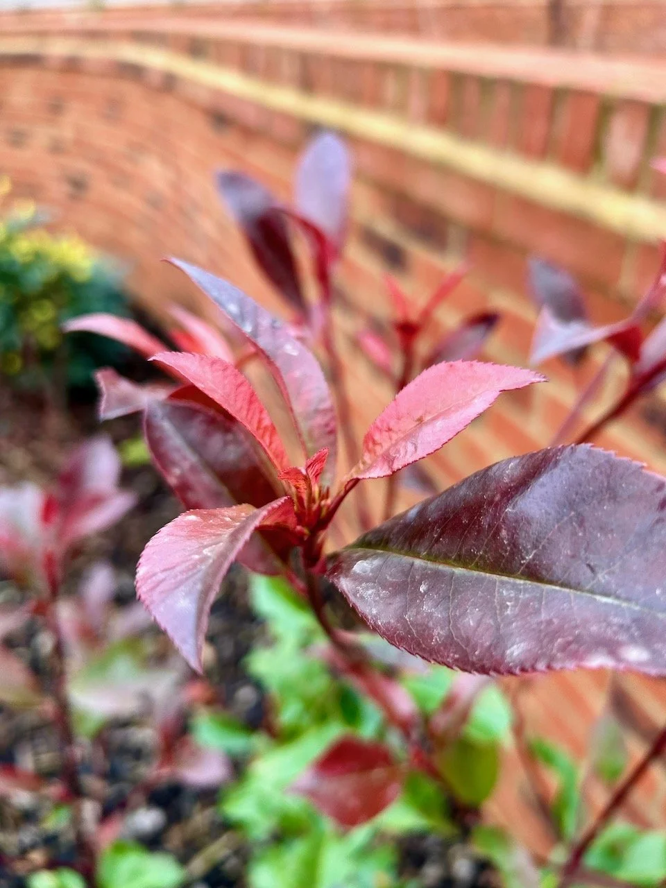 The red tips of new growth on the red robin bush