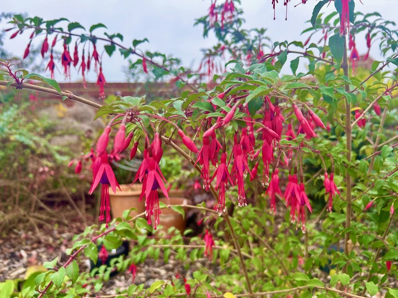 Bright pink 'dancing' fuchsias against a misty sky