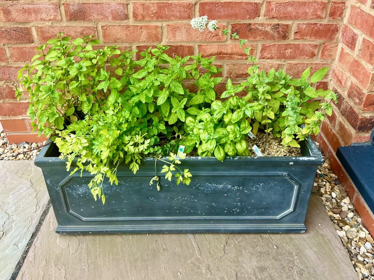 The planter a few weeks on with the herbs originally planted, plus some coriander now almost filling the space