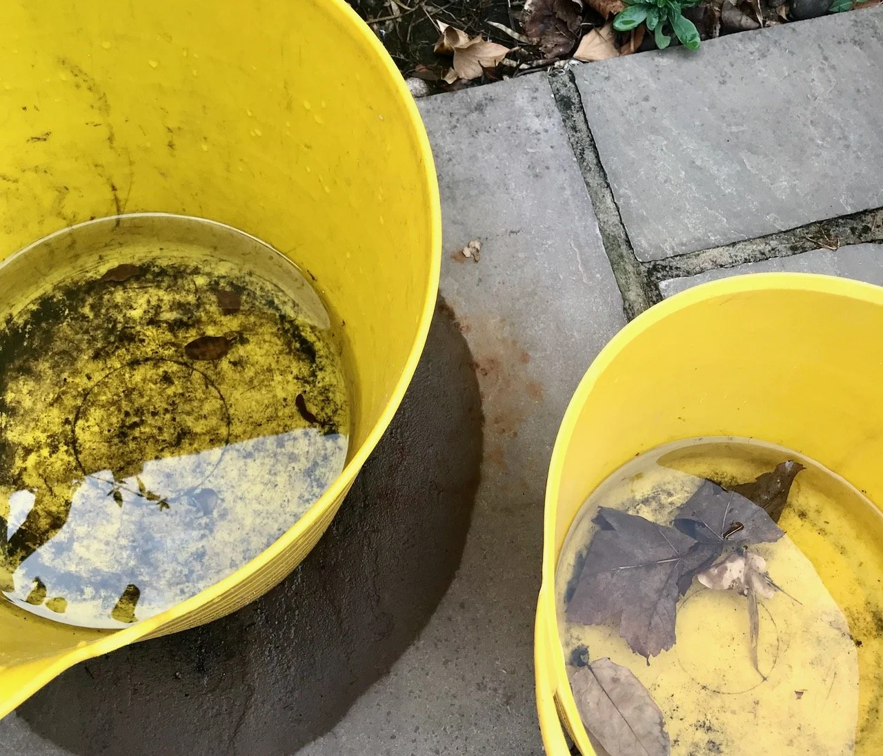 More rain - two yellow trugs collecting rainwater