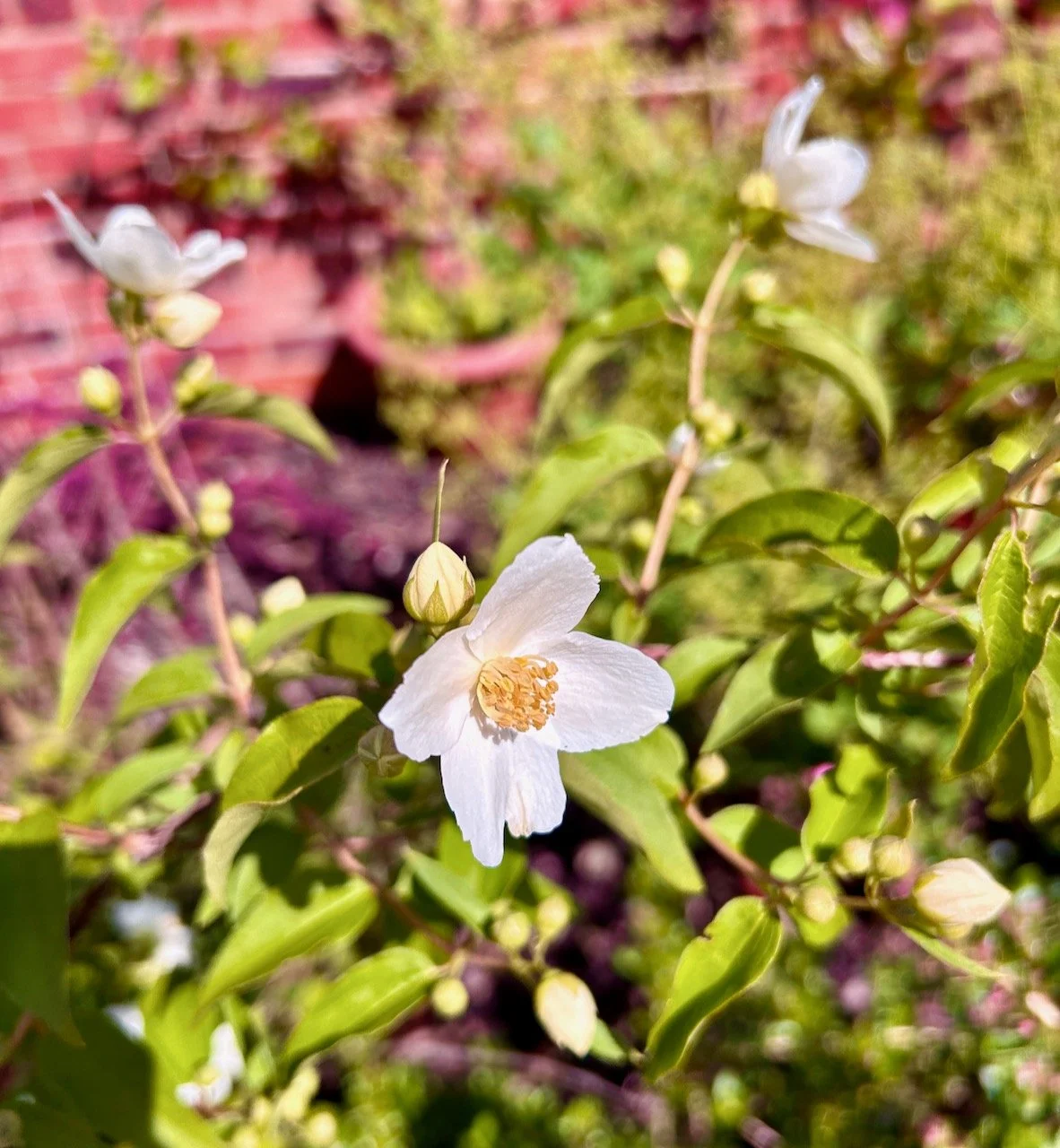 The mock orange in flower