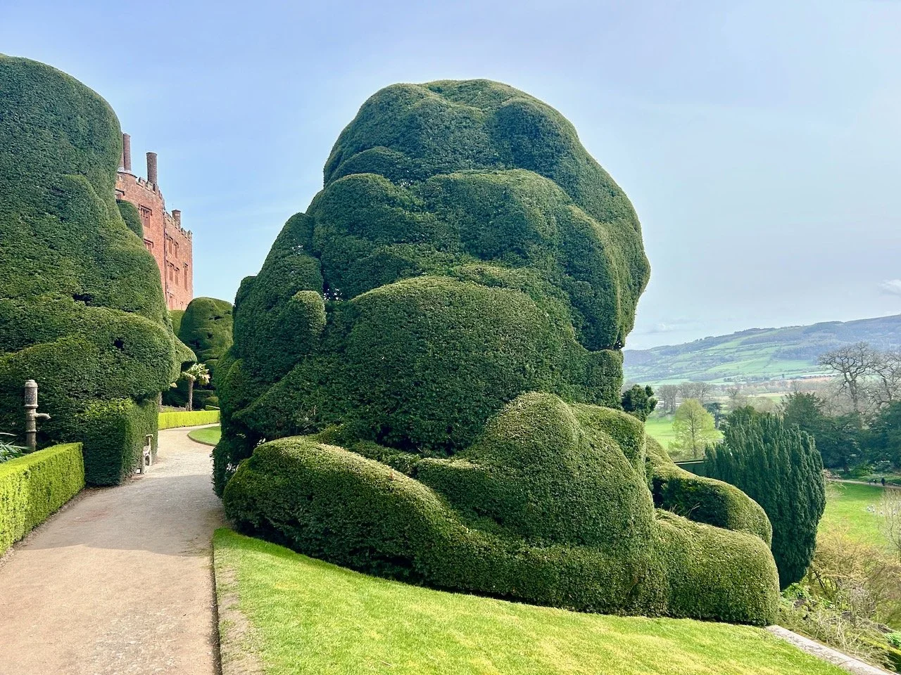 More views of the giant yew topiary