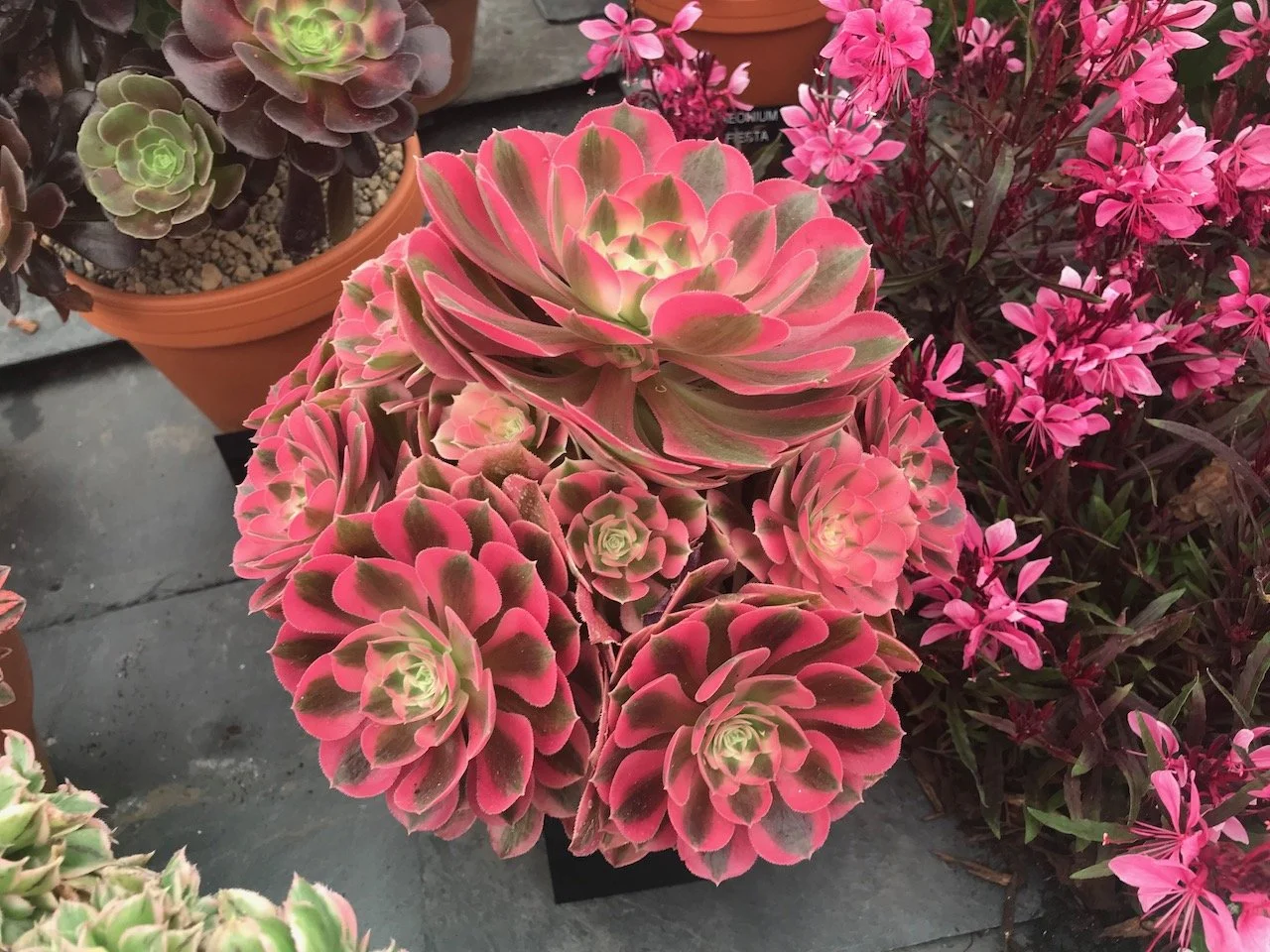 aeonioums on display at Gardeners' World Live