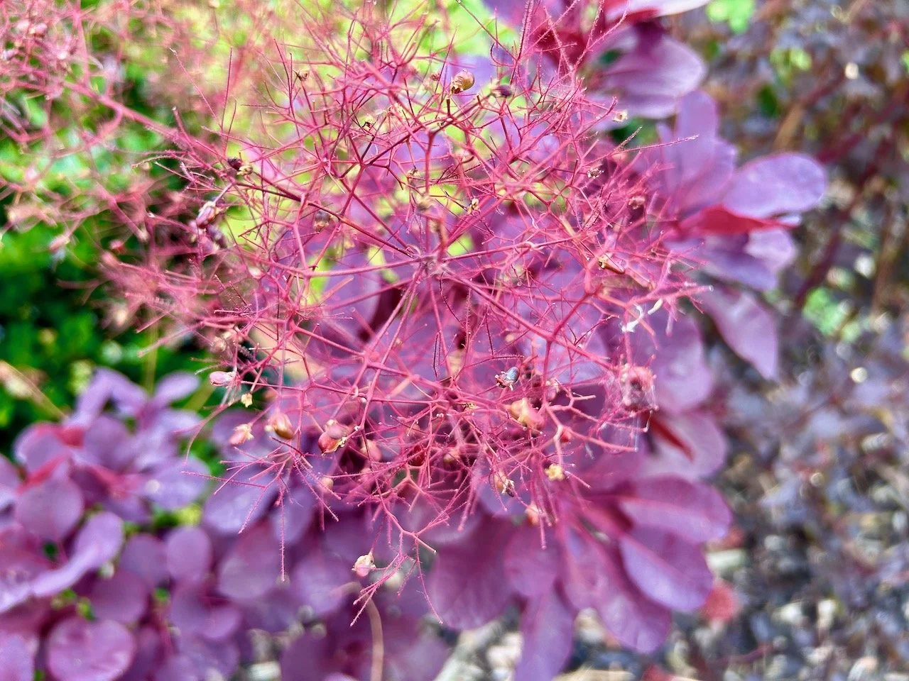 The burgundy smokebush in frothy flower