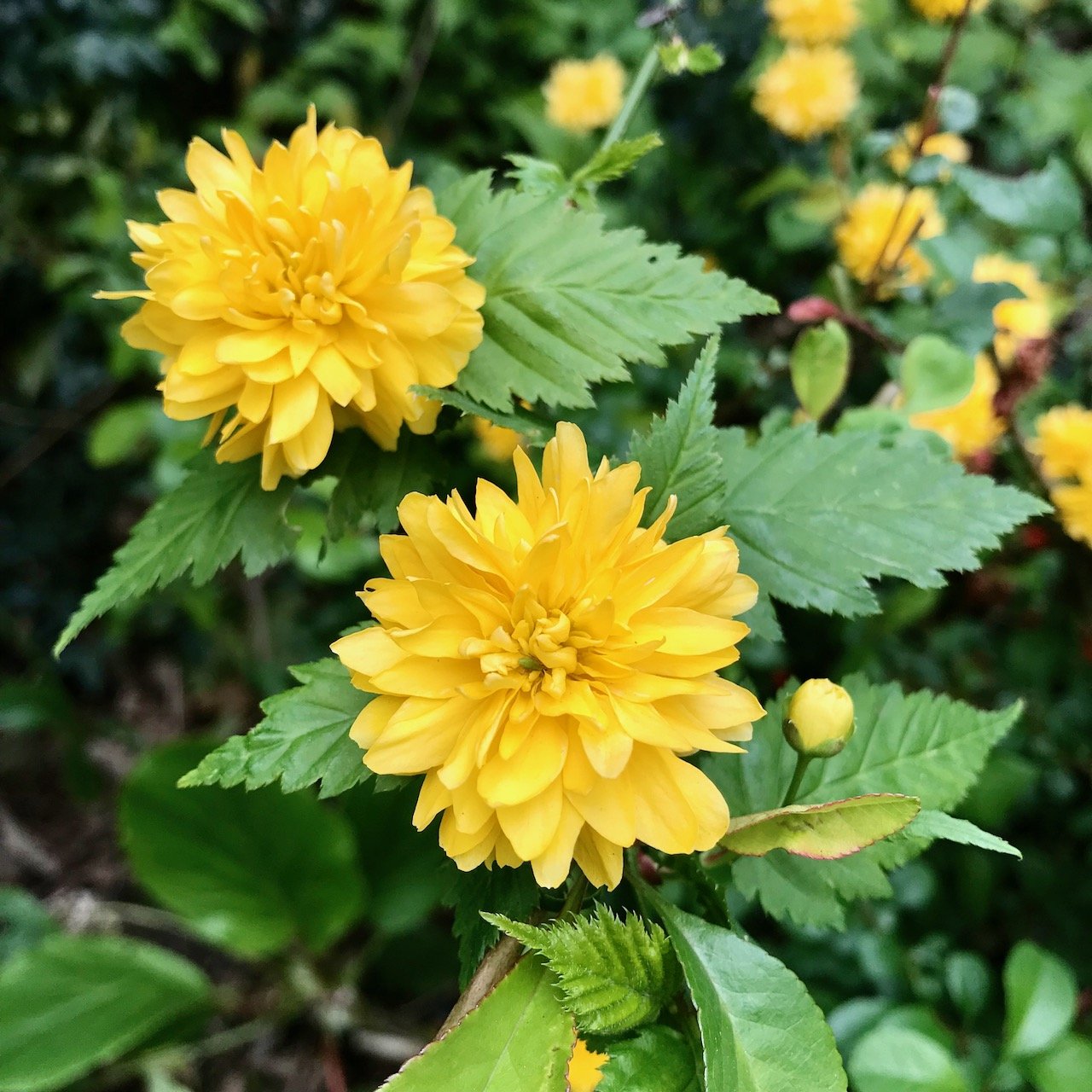 A close up of yellow pom pom kerria flowers