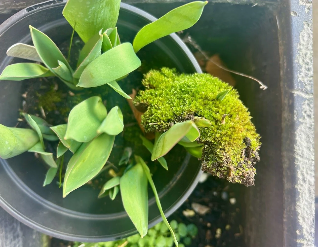 More growth from the tulips with the moss - in fact they're growing through the mossy blanket