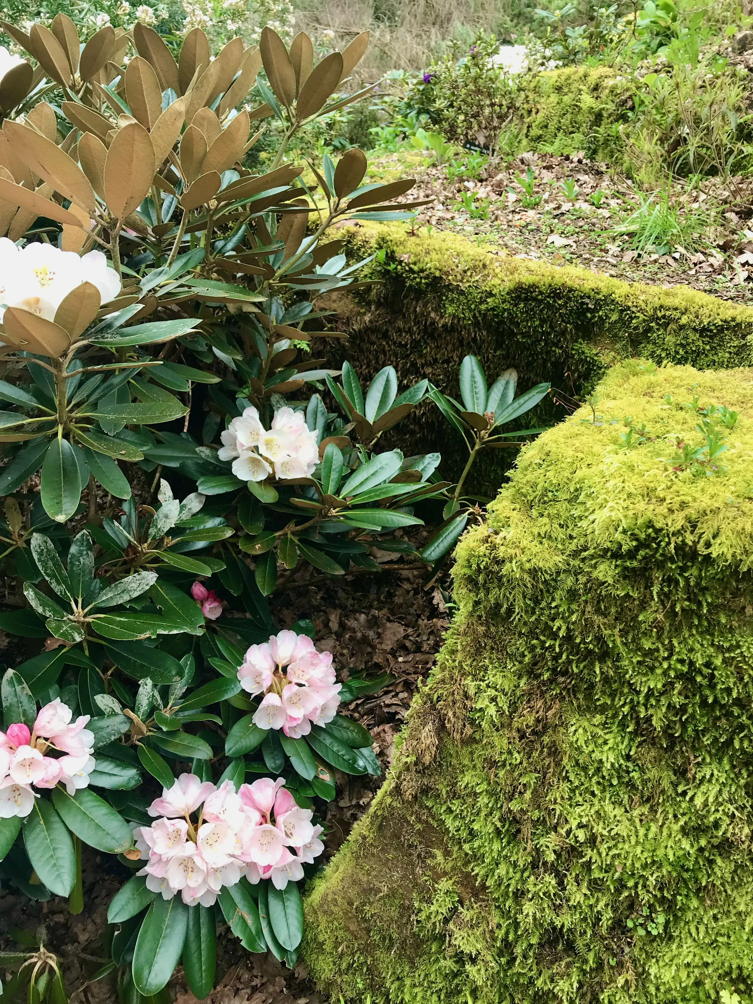 mossy covered boulders forming an enclosure for a pale rhododendron