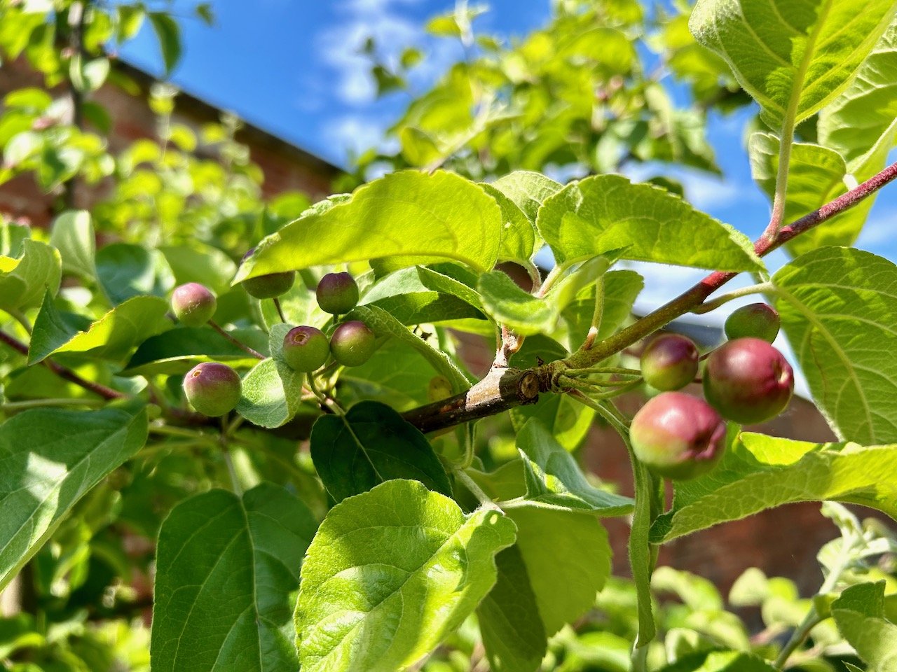 The Garden Year: May 2025
