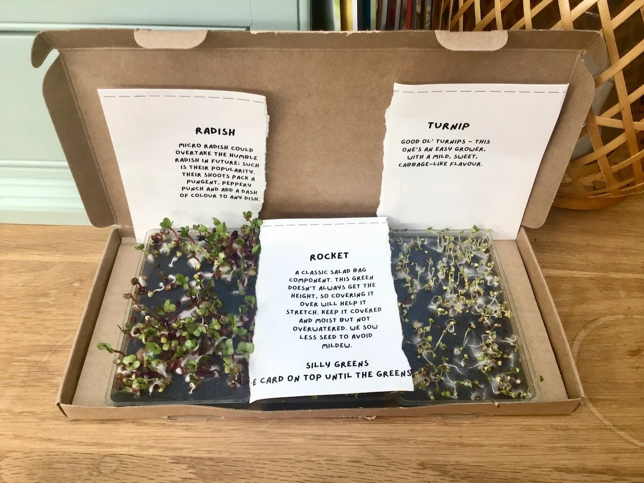 Radish and turnip seeds uncovered, the middle section - rocket - is covered to encourage it to grow taller