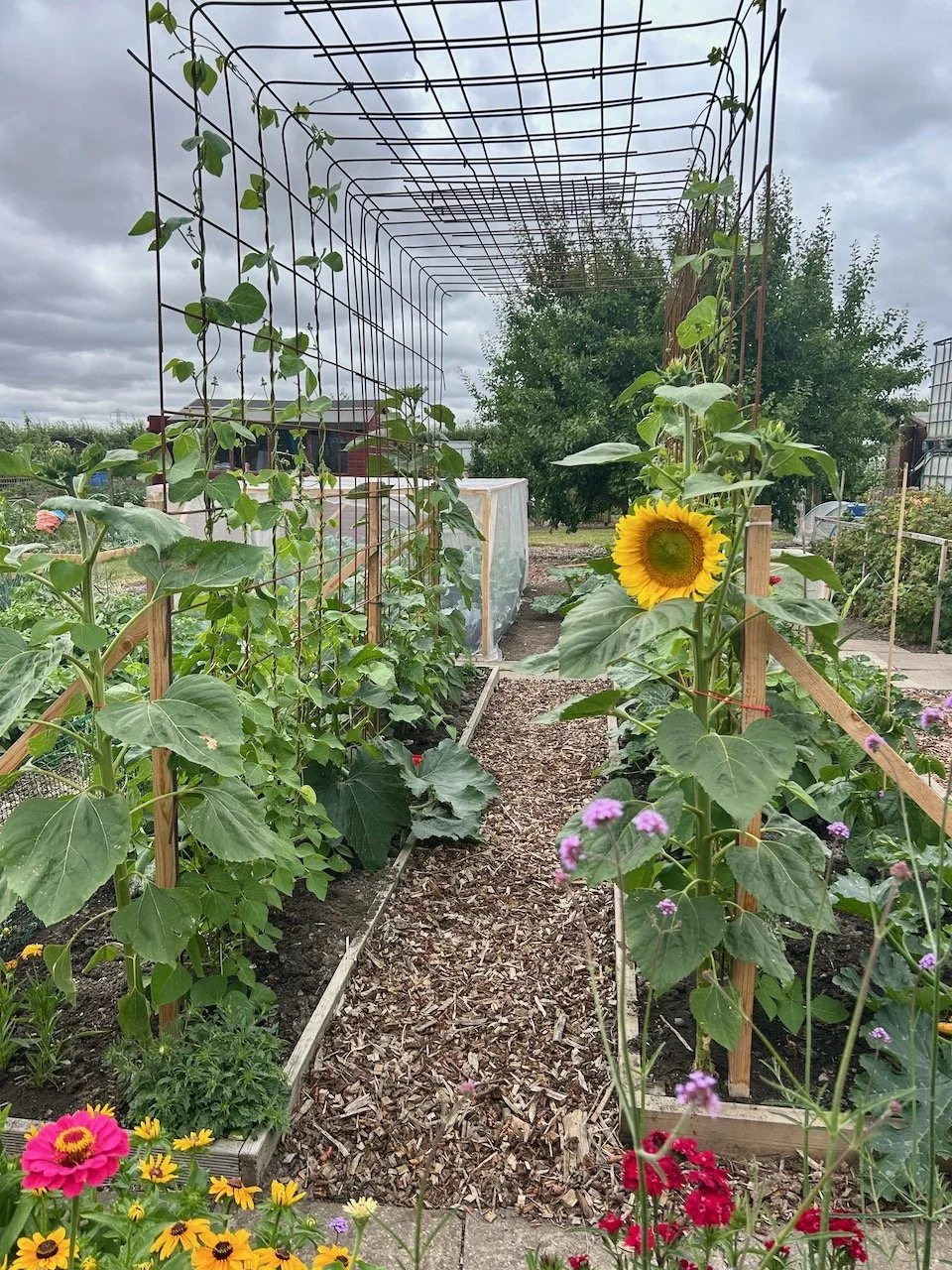 Sunflowers and beans on the plot