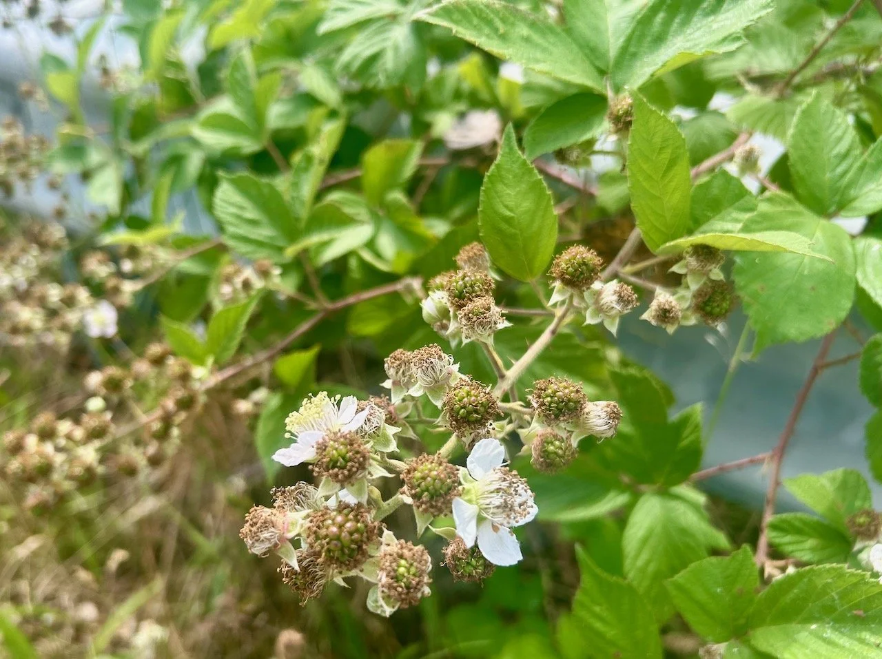 YOUNG BLACKBERRY FRUITS