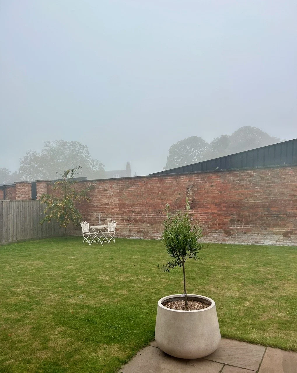 A foggy day  - looking out over the olive tree and the crab apple tree in the distance