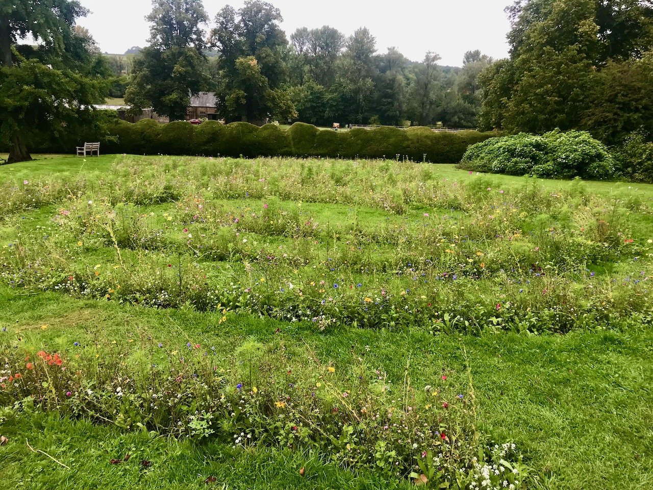 A spiral of wild flowers among the grass