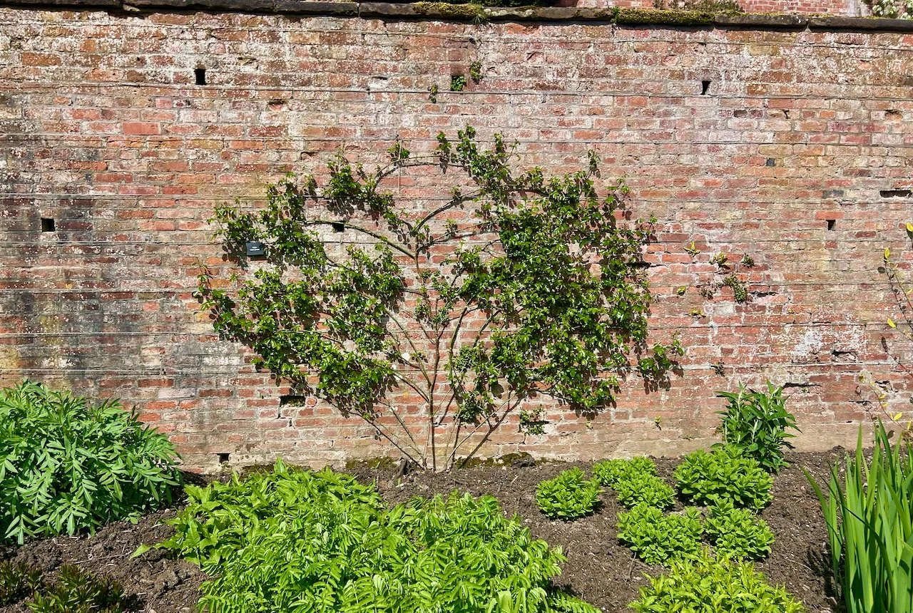 The deep terraced borders at Powis Castle
