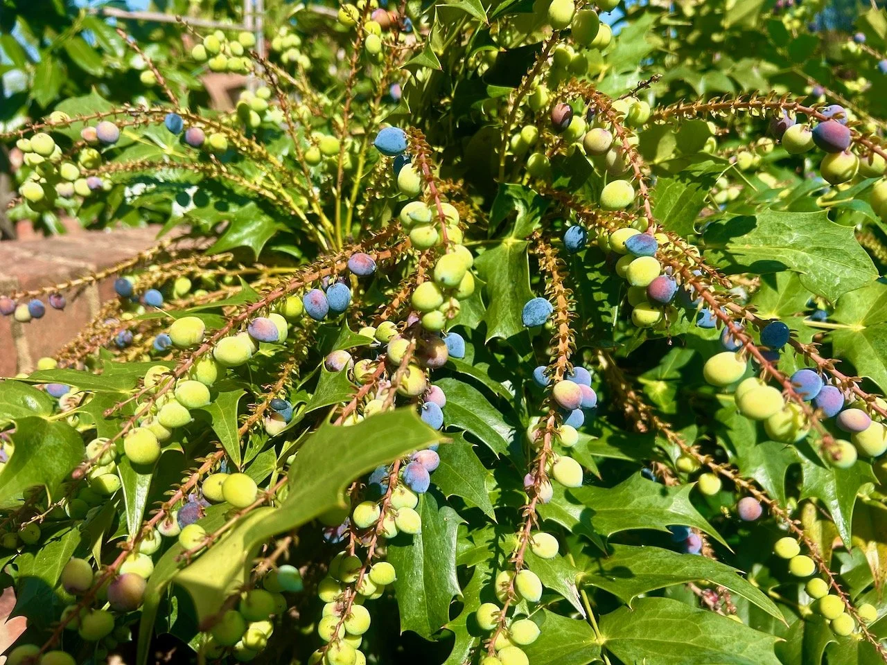 the jewelled berries on the mahonia