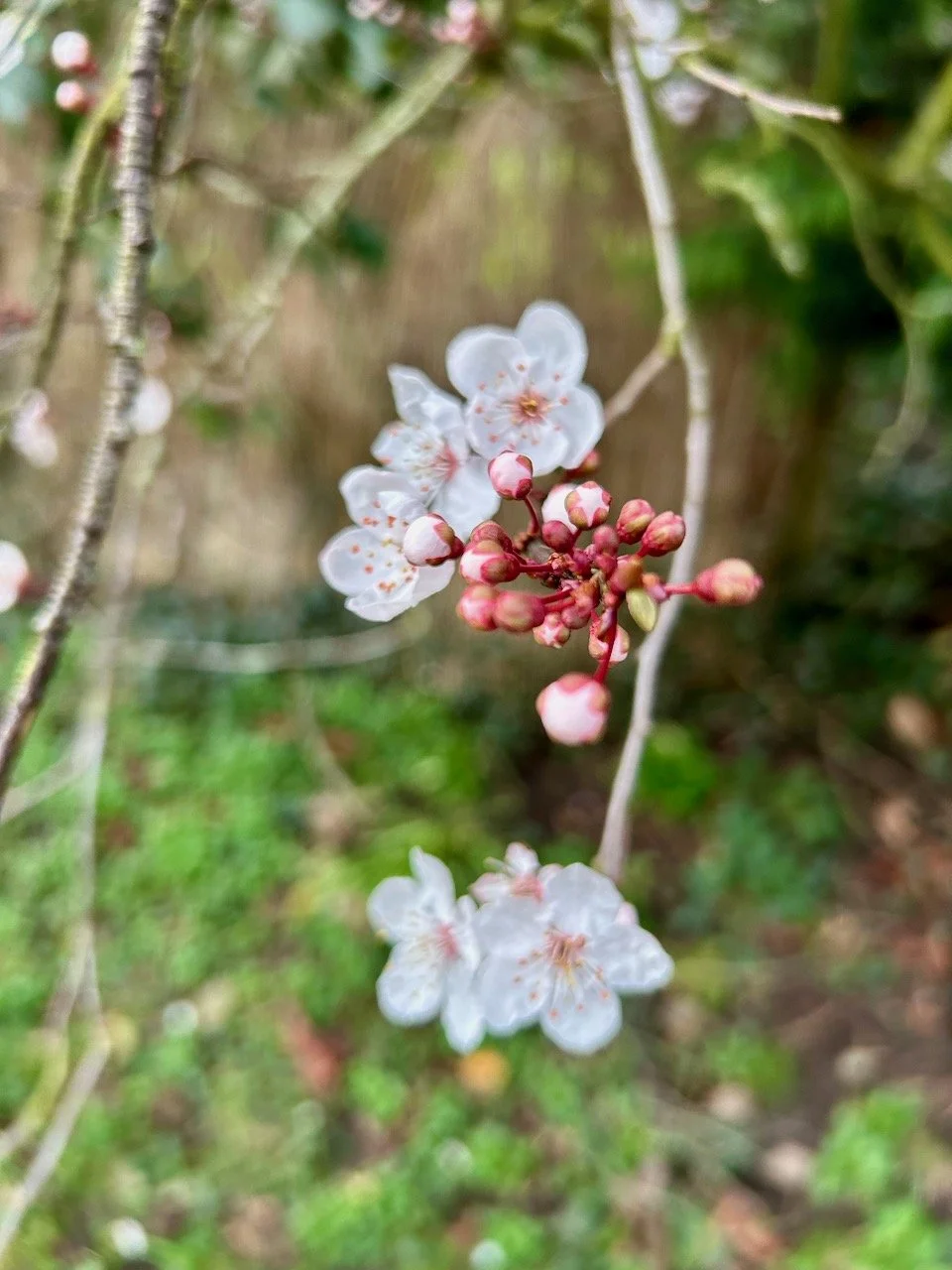 BLOSSOM - MOST LIKELY MIRABELLE