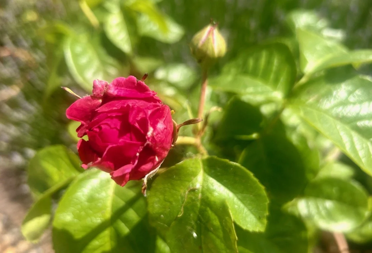 My garden in May