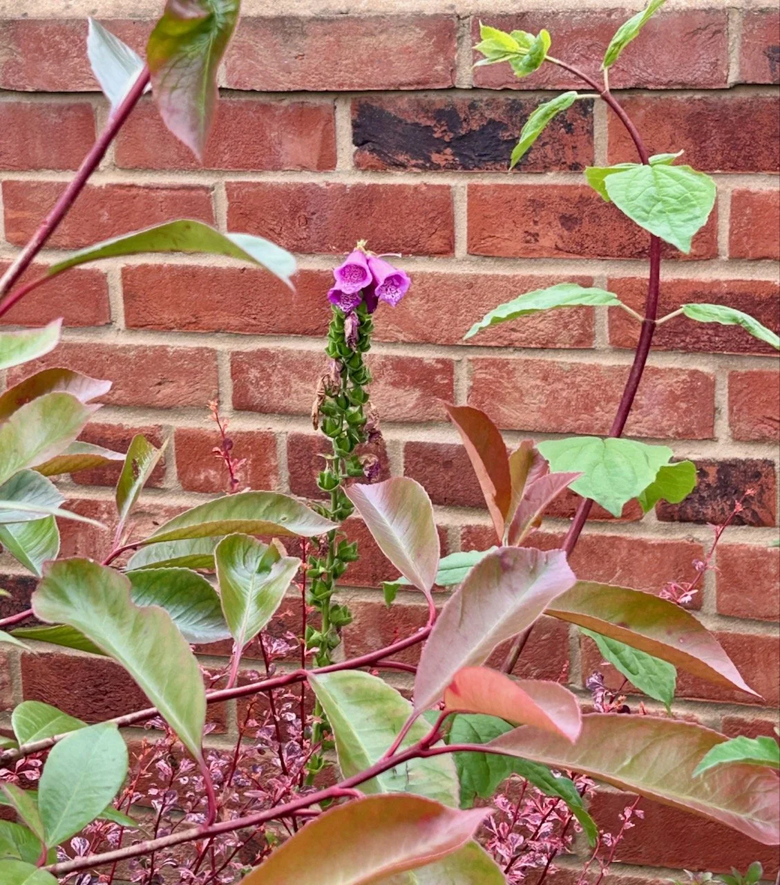 At the back of the border the last of the foxglove flowers
