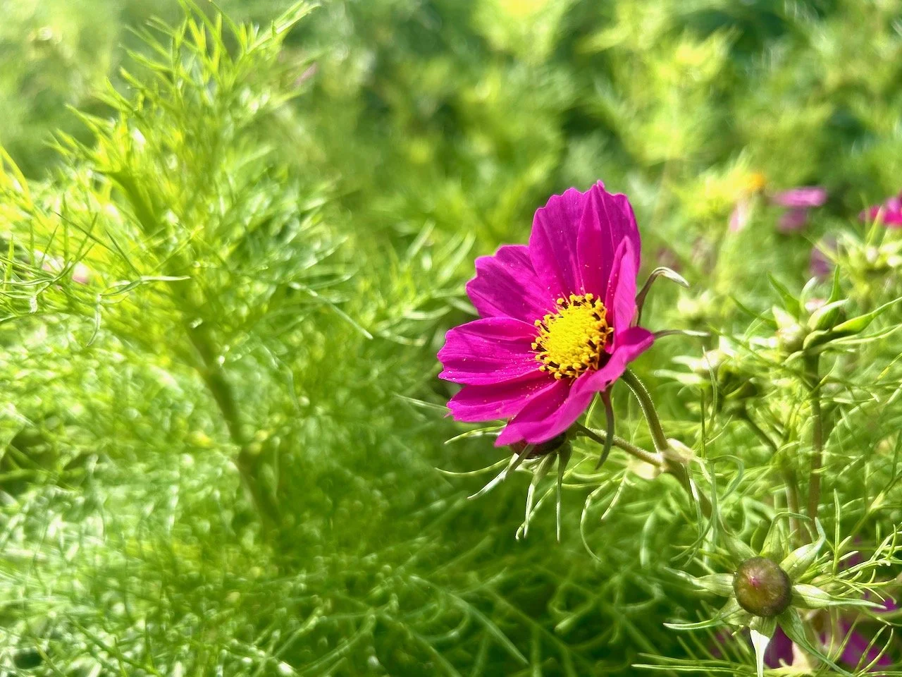 Exploring the Walled Gardens at Scampston Hall
