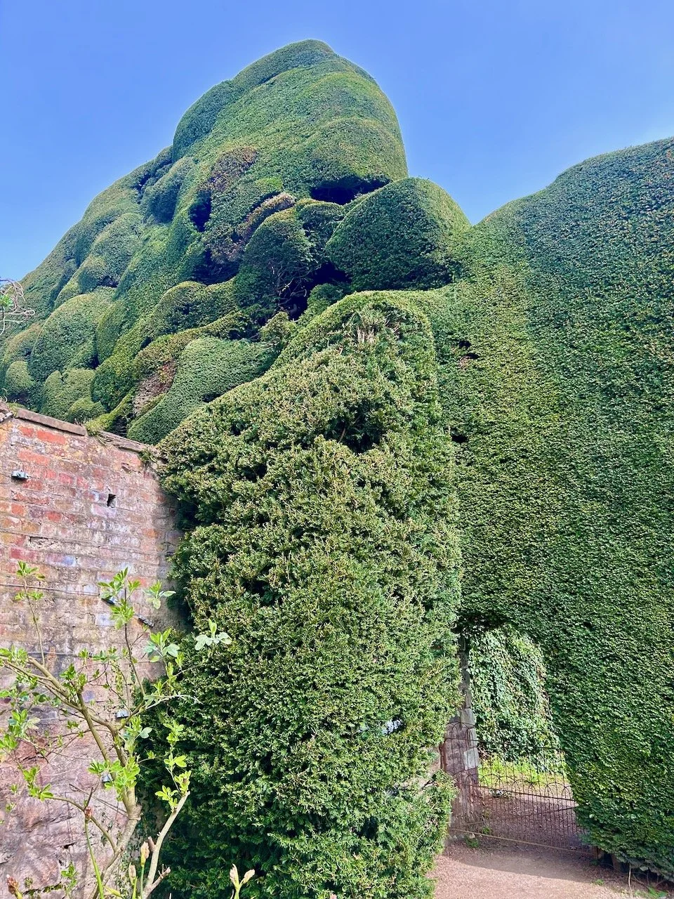 Huge 300 year old hedges at Powis Castle