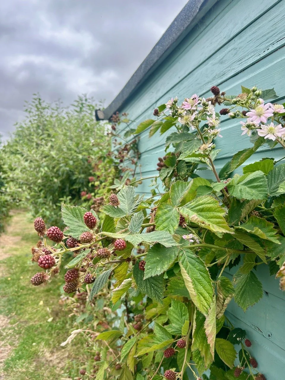 Blackberries growing alongside a painted shed