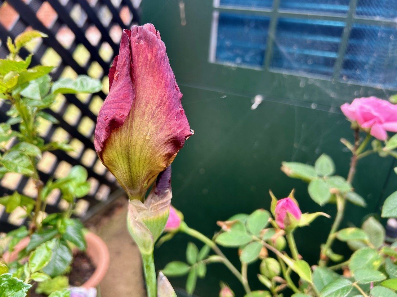 The lead flower is almost there with colours which are red at the end to golden at its base