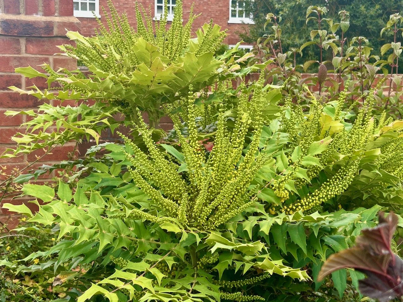 the mahonias gearing up for lots of yellow deliciousness early in the month