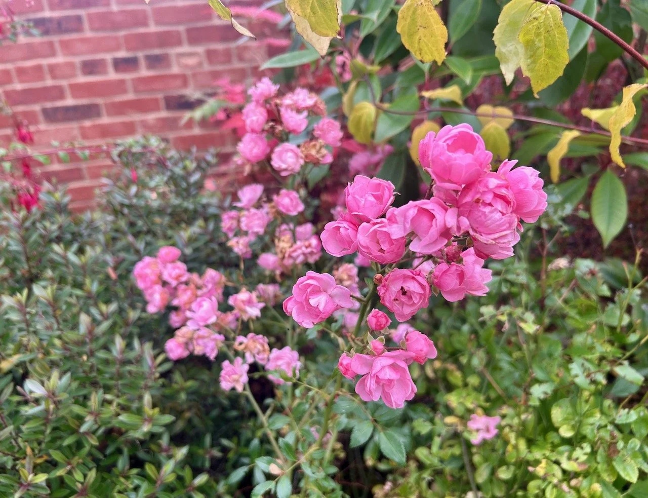 tiny pink roses - lots of them - continuing to flower and bring cheery colour