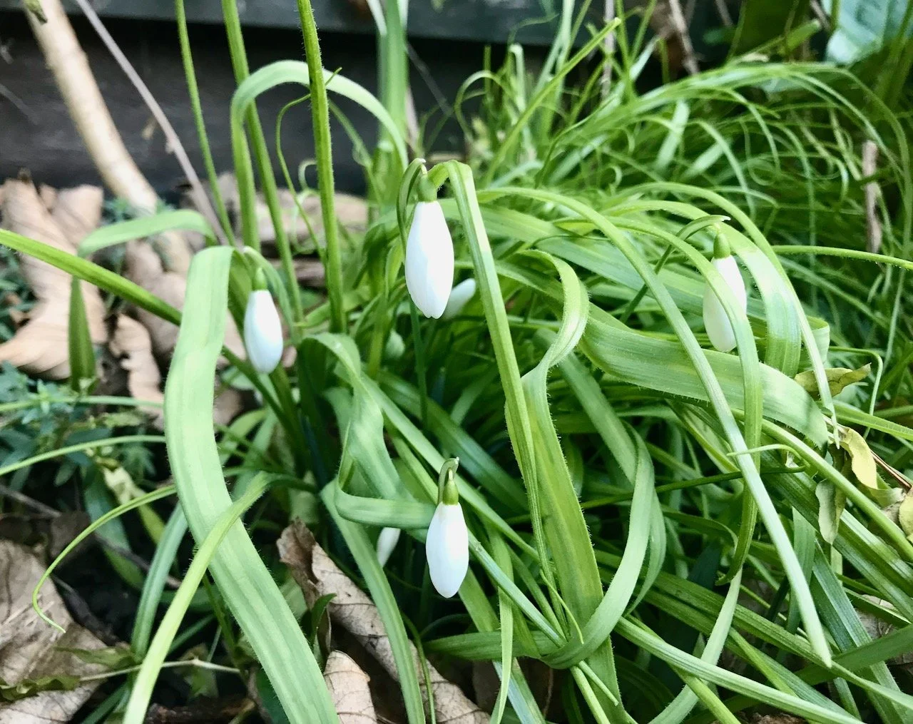 snowdrops