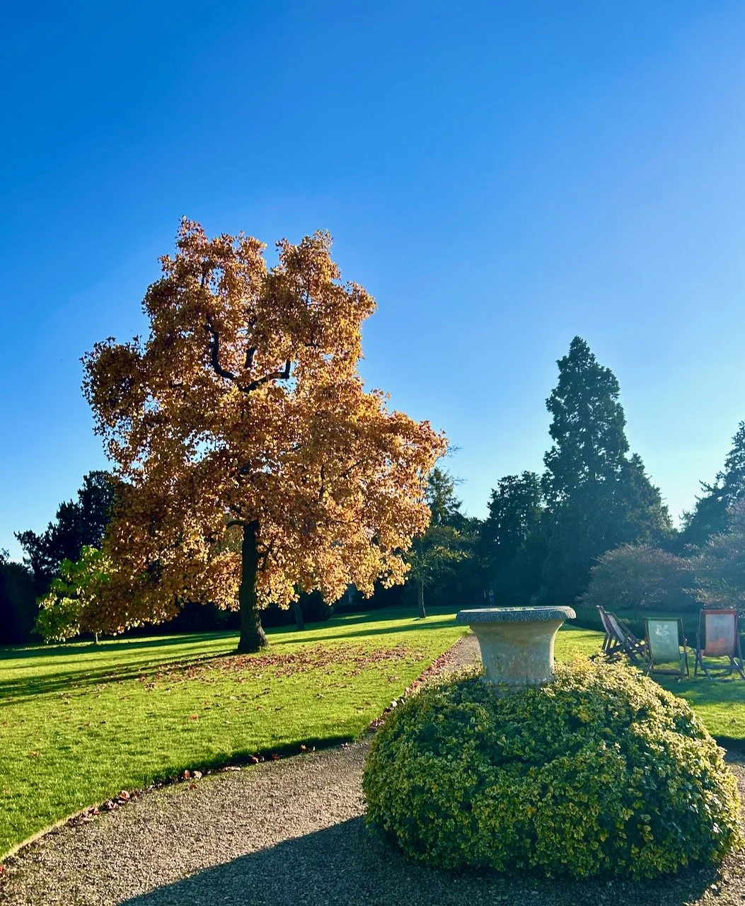 A stunning golden tree taking centre stage in the garden