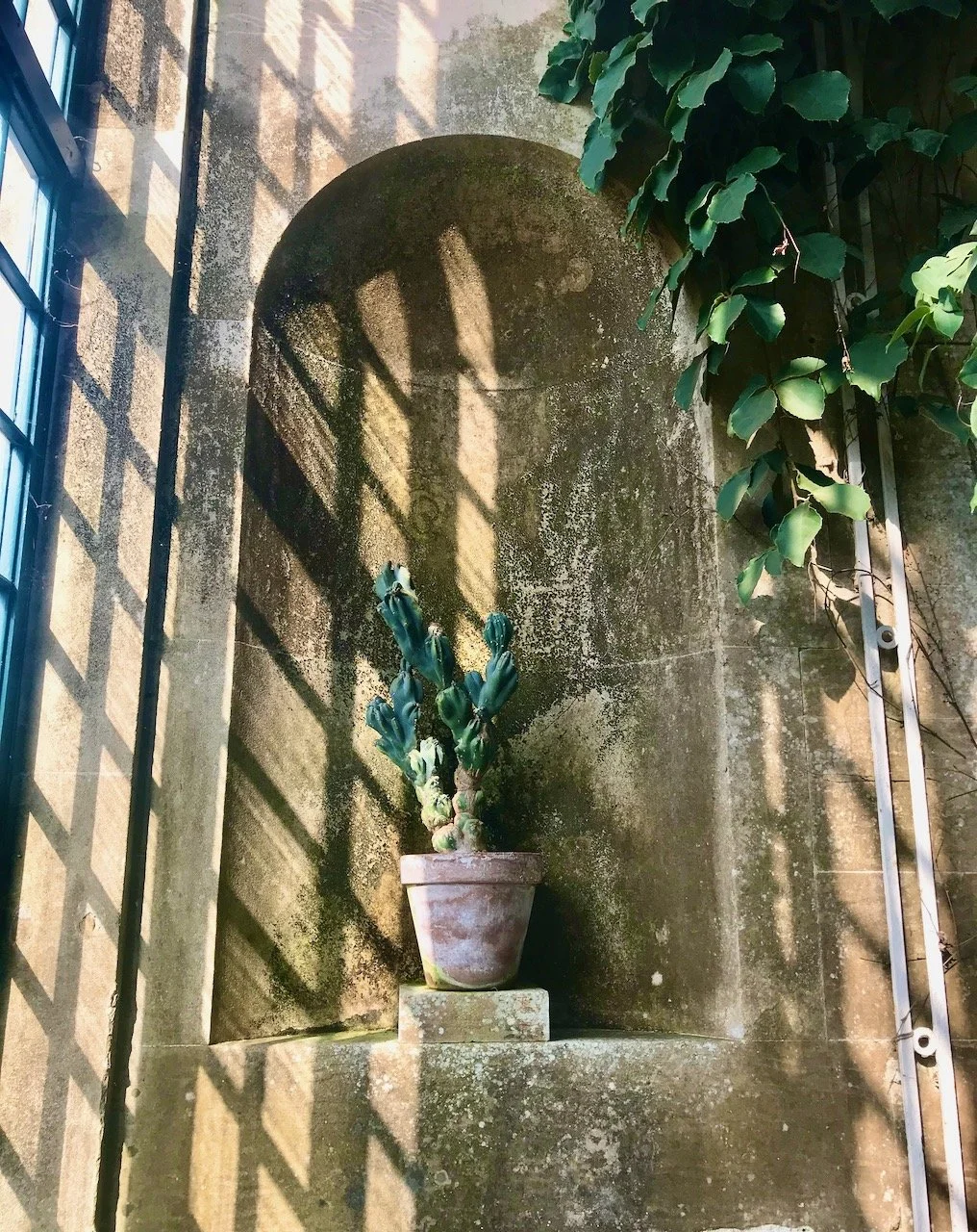 a cactus in  a terracotta pot in an alcove in the orangery