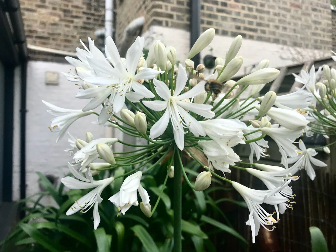 The white agapanthus flower filling the shot