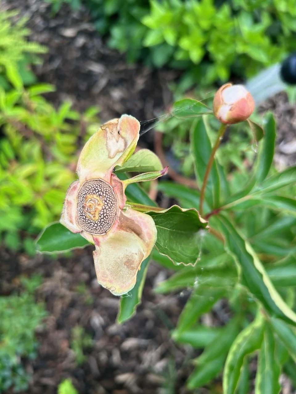 The fascinating patterns of the basal plate from my peony - along with the still not opened bud