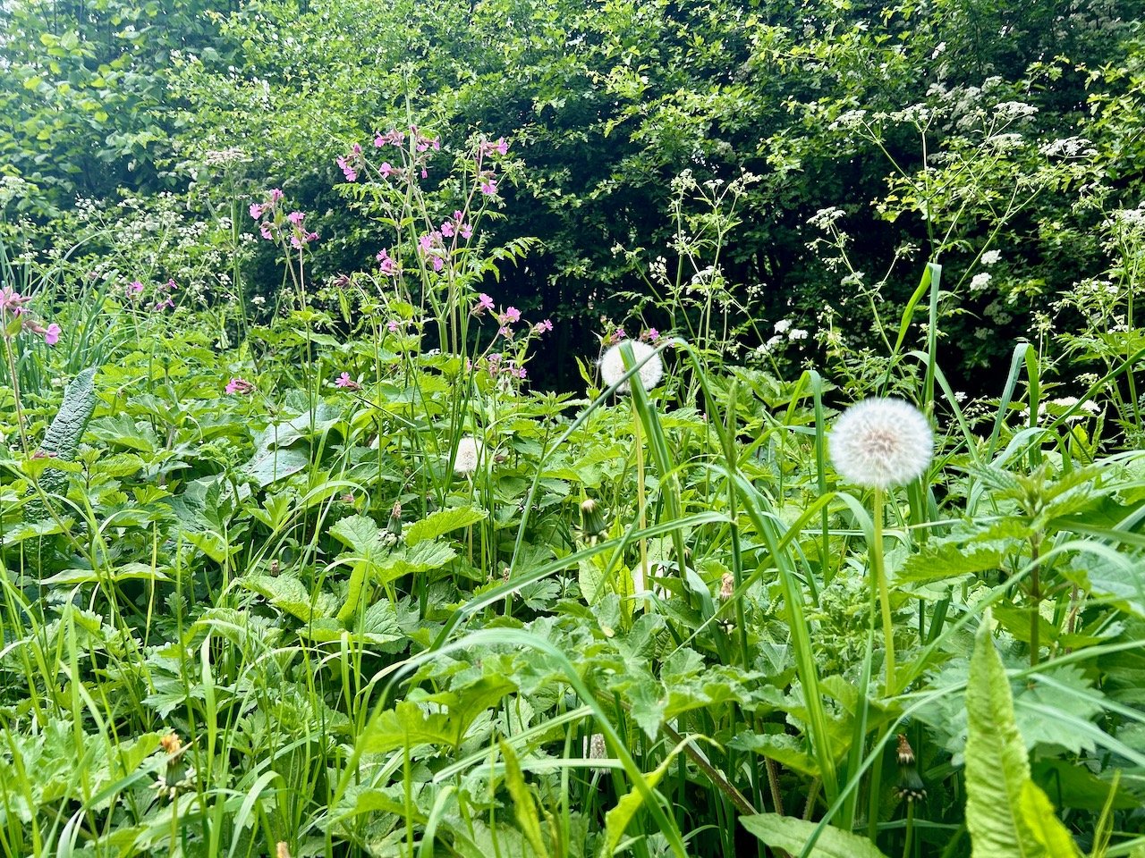 dandelion heads and pink flowers in the verges