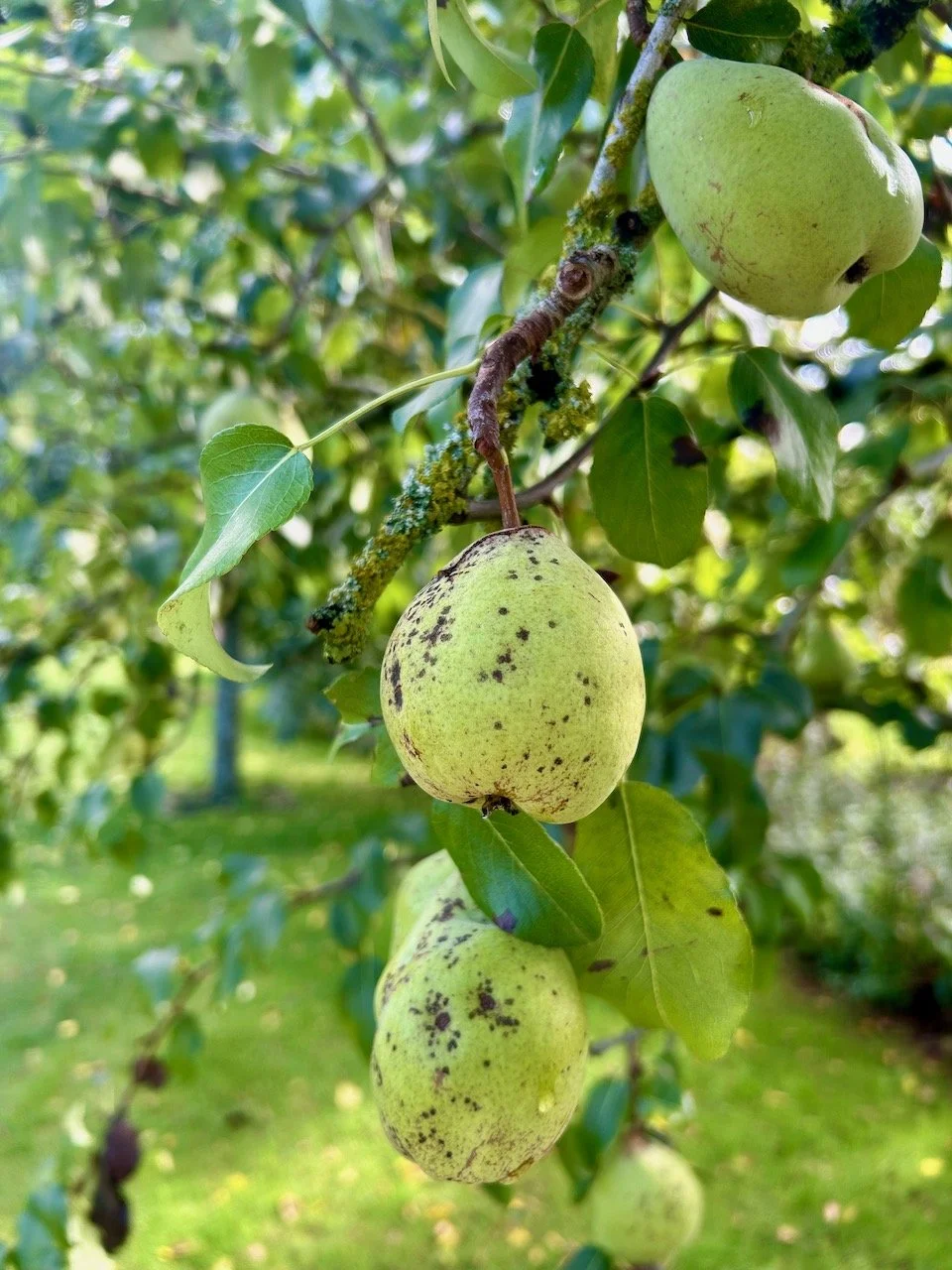 Pears growing plentifully at Scampston Hall
