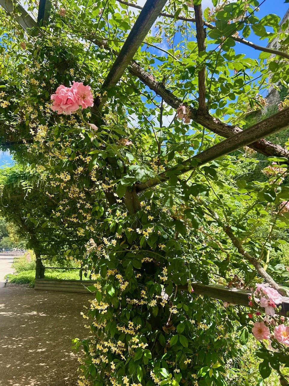Roses and jasmine climbing the structure with the blue sky above