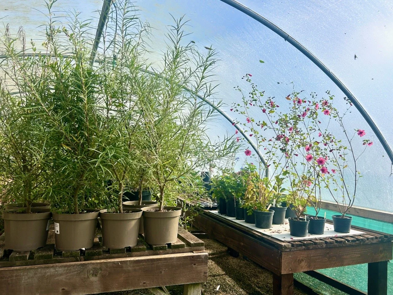 The Gardeners Yard at Scampston Hall