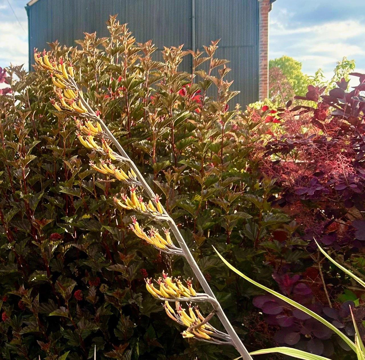 An almost autumnal colourway in my june garden