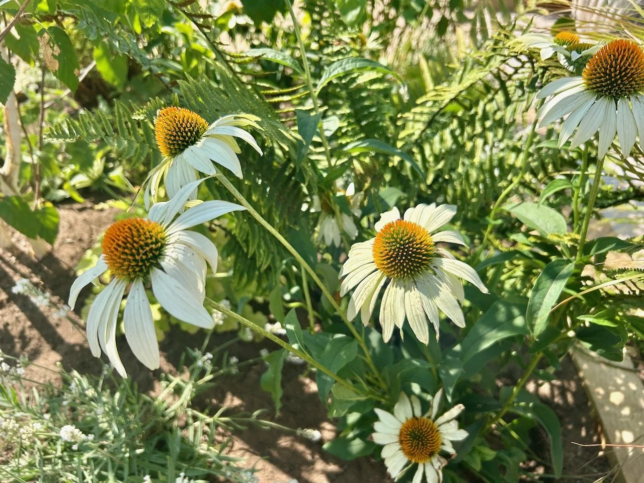 creamy echinacea and ferns