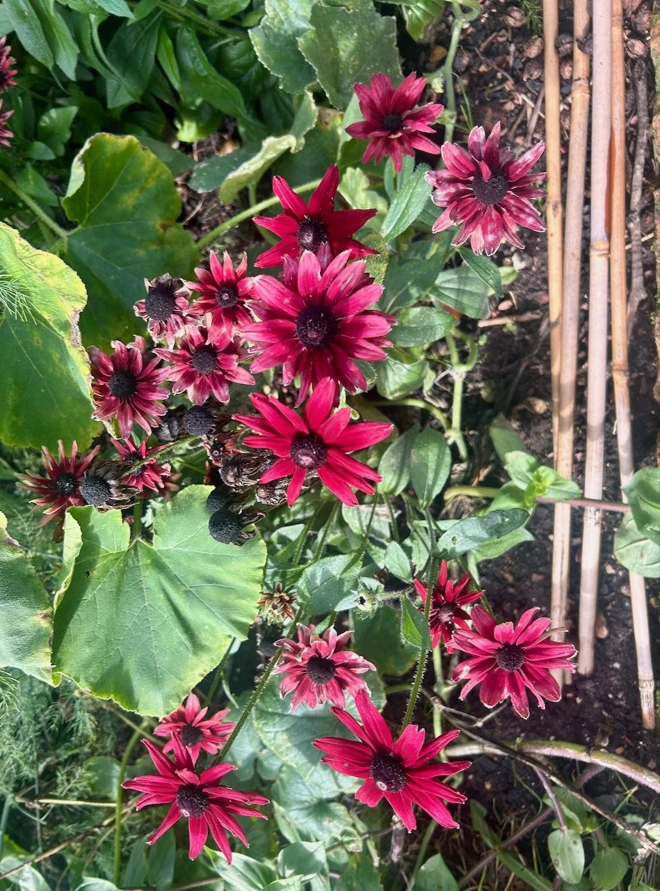 Vivid deep pink coneflowers in the potager at Scampston Hall
