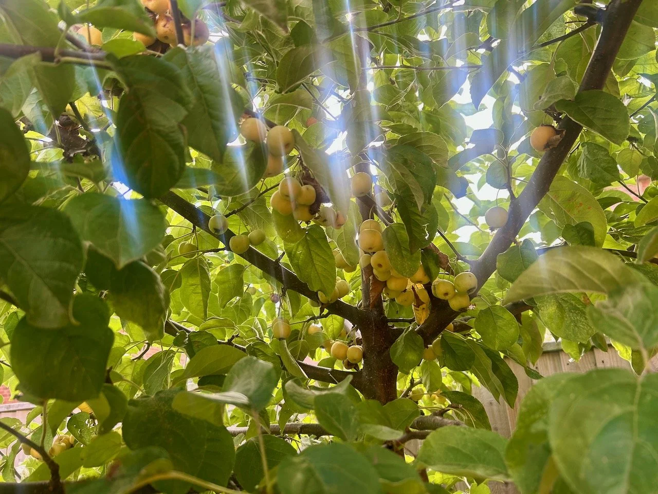 The sunlight streaming through the crab apple tree